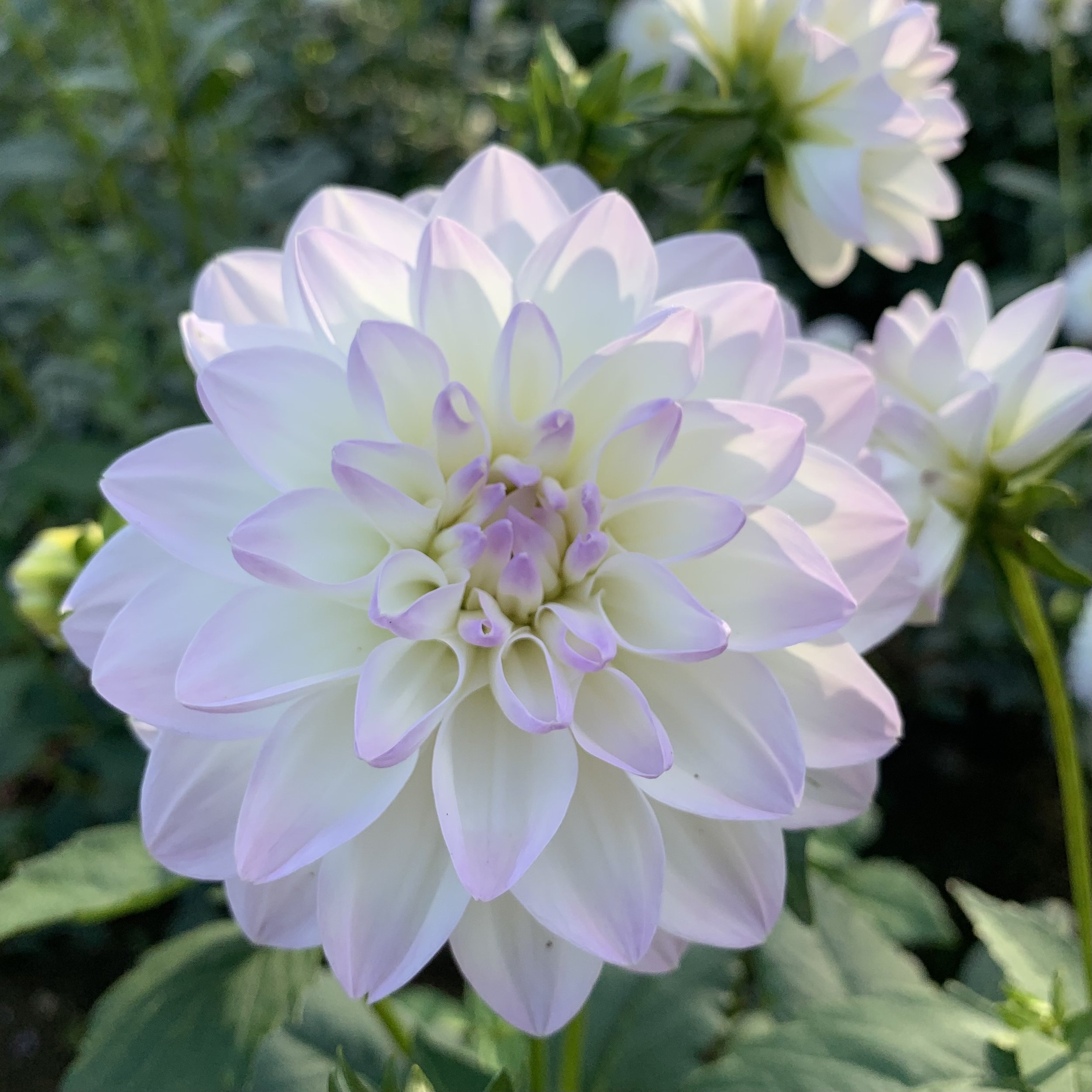 Eveline — FIVEFORK FARMS